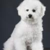 Bichon Frise