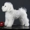 Bichon Frise