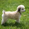 Bichon Frise