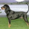 Black and Tan Coonhound