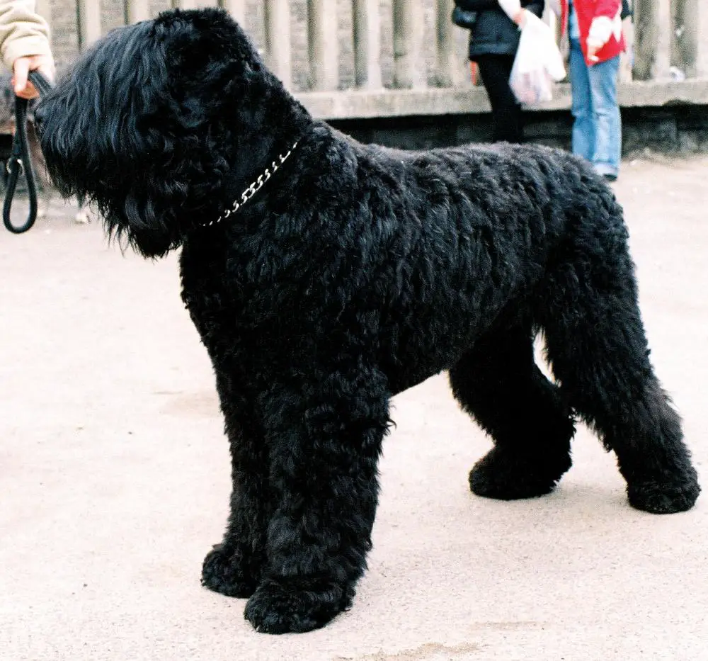 Black Russian Terrier