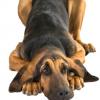 Bloodhound