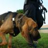 Bloodhound