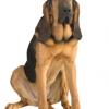 Bloodhound