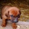 Bloodhound
