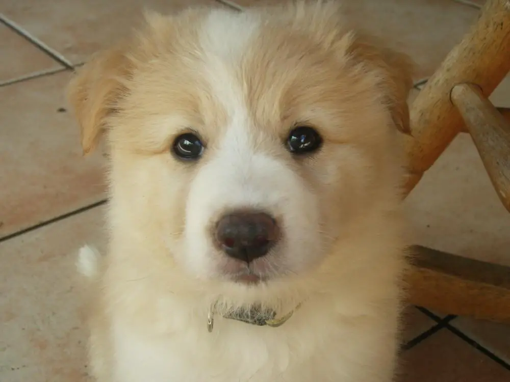 Honey online border collie