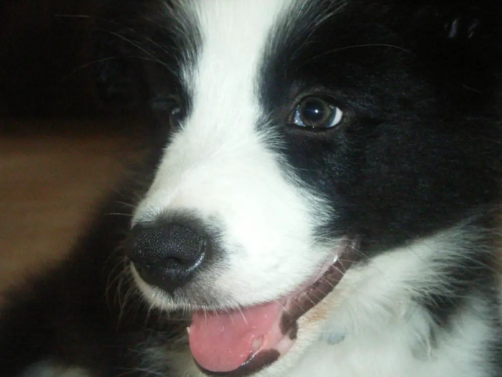 Banjo