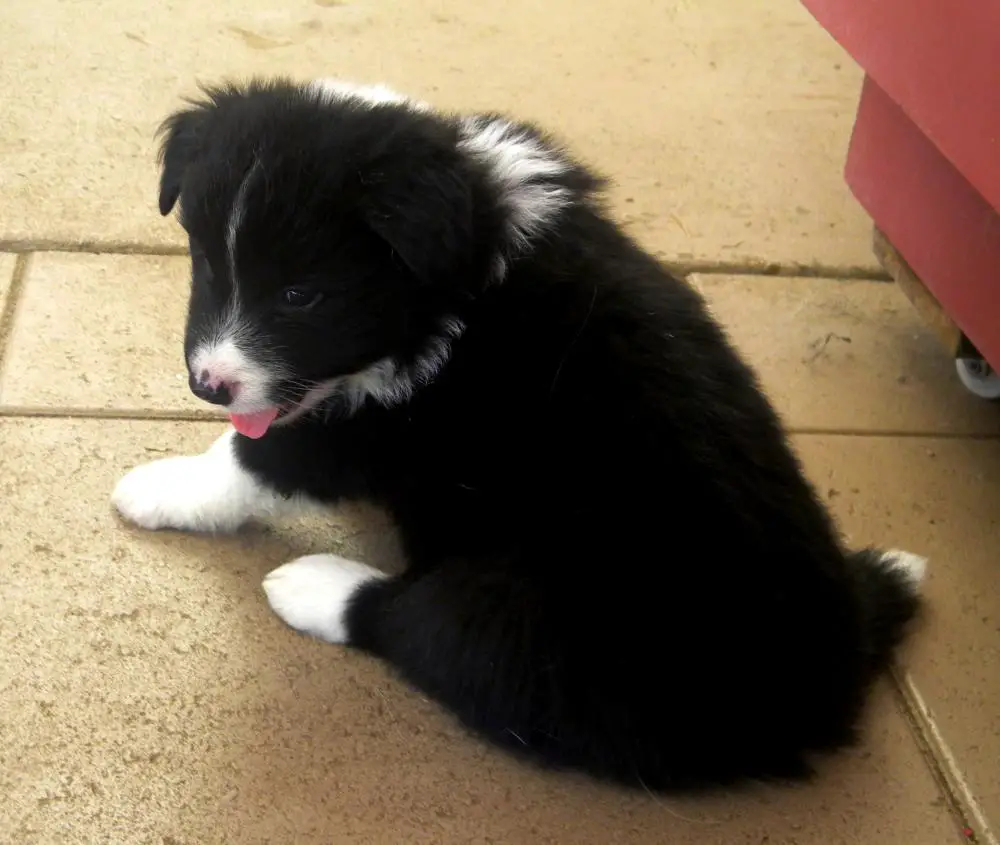 Harley