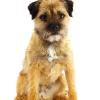 Border Terrier