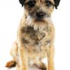 Border Terrier