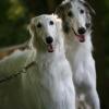 Borzoi