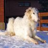 Borzoi
