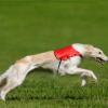 Borzoi