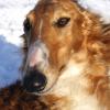 Borzoi