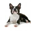 Boston Terrier