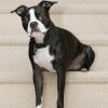 Boston Terrier