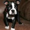Boston Terrier
