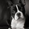 Boston Terrier