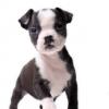Boston Terrier