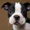 Boston Terrier