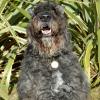 Bouvier des Flandres