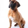 Boxer