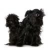 Brussels Griffon