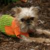 Brussels Griffon