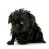 Brussels Griffon
