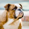 Bulldog