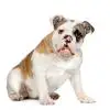 Bulldog