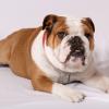 Bulldog