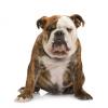 Bulldog