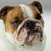 Bulldog
