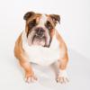 Bulldog