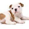 Bulldog