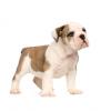 Bulldog