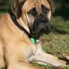 Bullmastiff