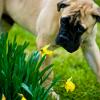 Bullmastiff