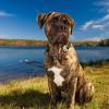 Bullmastiff