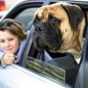 Bullmastiff