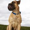 Bullmastiff