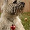 Cairn Terrier
