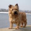 Cairn Terrier