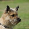 Cairn Terrier