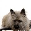Cairn Terrier