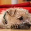 Cairn Terrier