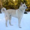 Canaan Dog