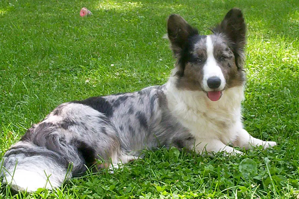 Cardigan Welsh Corgi