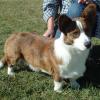 Cardigan Welsh Corgi